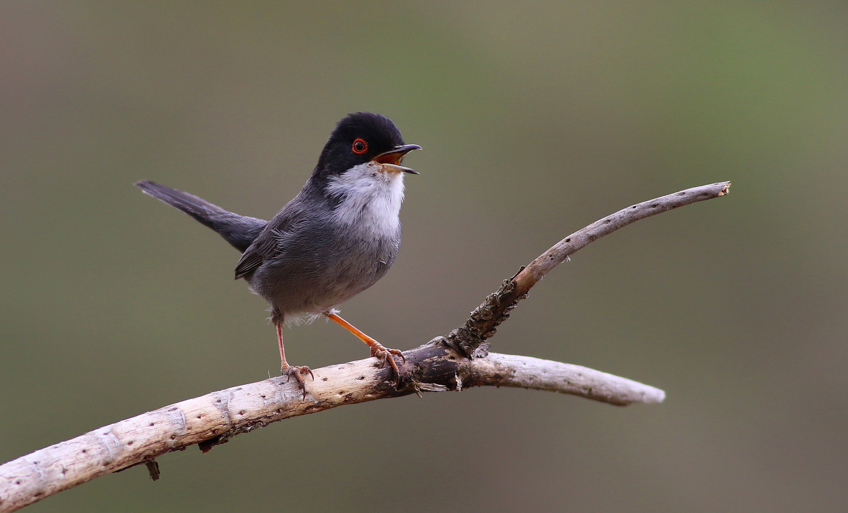 Sardinian Warbler